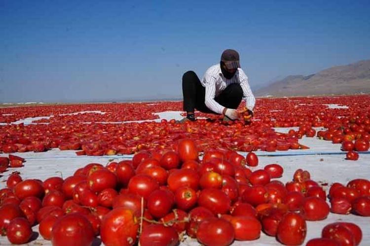 Tarlalardan serildi, İtalya Ve Amerika kaptı 13 kilosundan sadece 1 kilo çıkıyor...