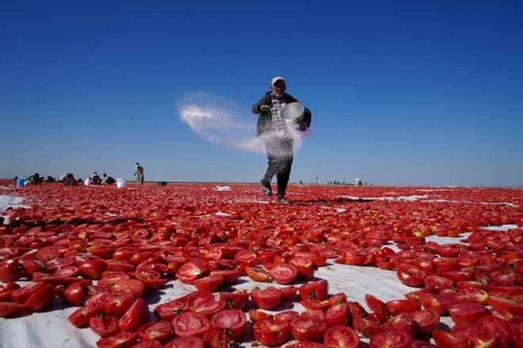 13 KİLOGRAM YAŞ DOMATESTEN 1 KİLOGRAM KURU ÜRÜN ELDE EDİLİYOR
