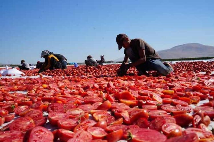 Tarlalardan serildi, İtalya Ve Amerika kaptı 13 kilosundan sadece 1 kilo çıkıyor...