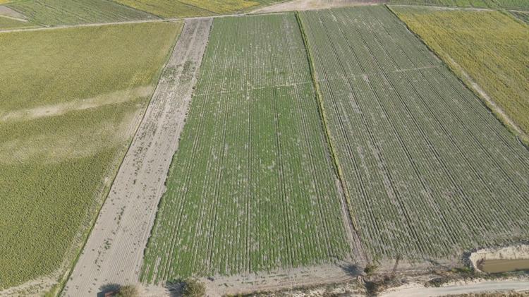Hatayda hasadı başladı Ata tohumuyla yetiştirilince verim fırladı, dönüm başına 5 ton mahsul bekleniyor