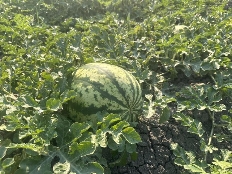 Hatayda hasadı başladı Ata tohumuyla yetiştirilince verim fırladı, dönüm başına 5 ton mahsul bekleniyor