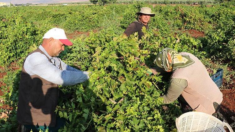 Kilis’te tarlalar doldu taştı: Siyah elmasın hasadı bereketle başladı