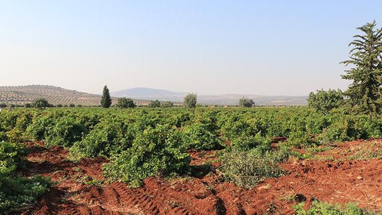 Kilis’te tarlalar doldu taştı: Siyah elmasın hasadı bereketle başladı
