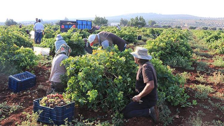 Kilis’te tarlalar doldu taştı: Siyah elmasın hasadı bereketle başladı