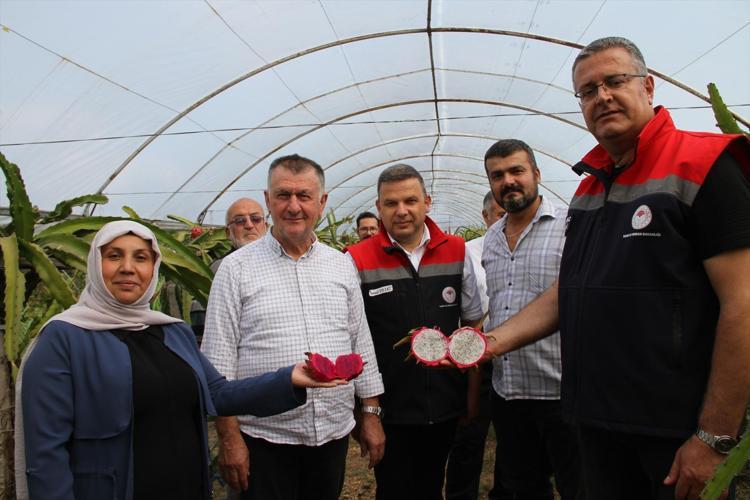 Fındığa rakip çıktı Samsunda üretiliyor, getirisi diğerlerine göre çok yüksek