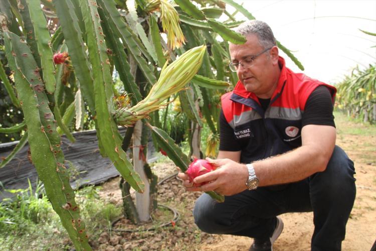 Fındığa rakip çıktı Samsunda üretiliyor, getirisi diğerlerine göre çok yüksek