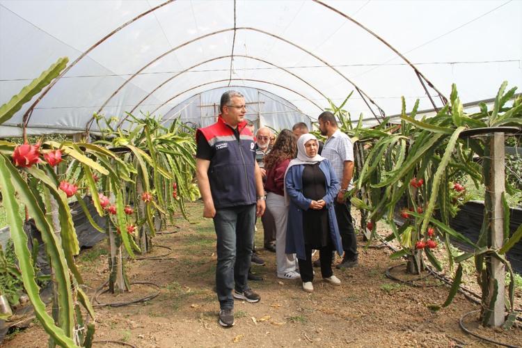 Fındığa rakip çıktı Samsunda üretiliyor, getirisi diğerlerine göre çok yüksek
