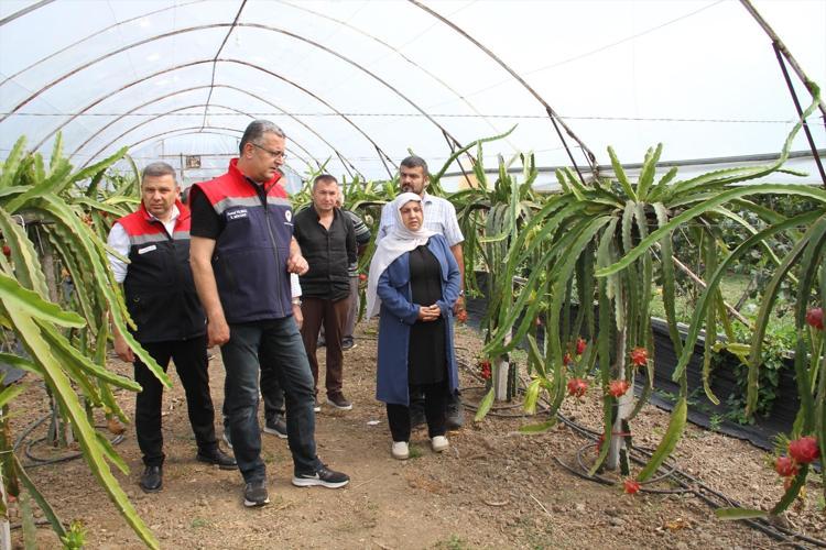Fındığa rakip çıktı Samsunda üretiliyor, getirisi diğerlerine göre çok yüksek