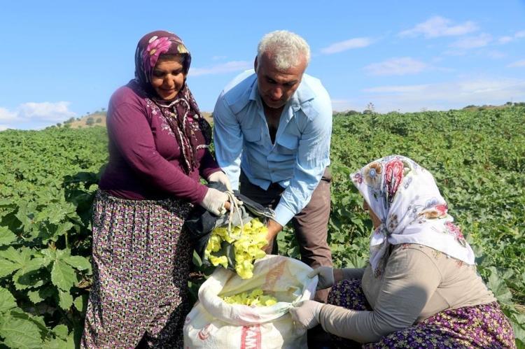 Elle tek tek toplanıyor, değeri altınla yarışıyor Kilosunu gören gramla almaya başladı...