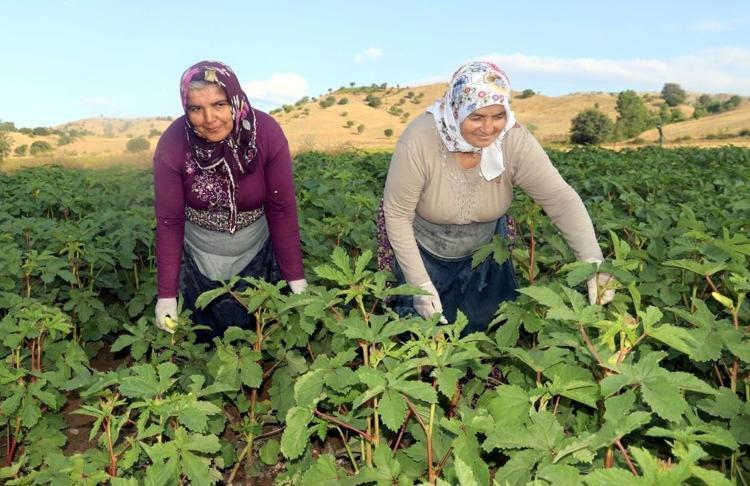 Elle tek tek toplanıyor, değeri altınla yarışıyor Kilosunu gören gramla almaya başladı...