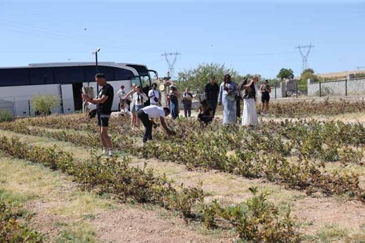 4 yıl önce dikti, şimdi turistler tarlada kuyruğa giriyor: Kendi elleriyle topluyorlar