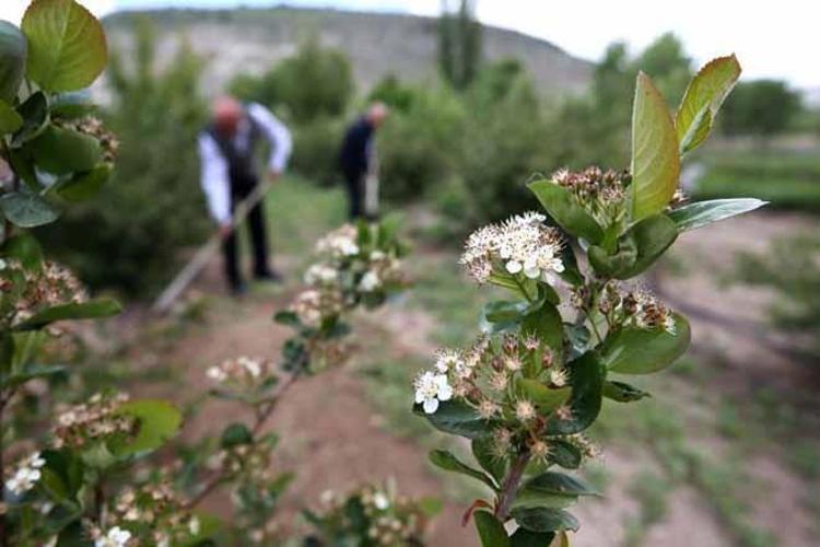 4 yıl önce dikti, şimdi turistler tarlada kuyruğa giriyor: Kendi elleriyle topluyorlar