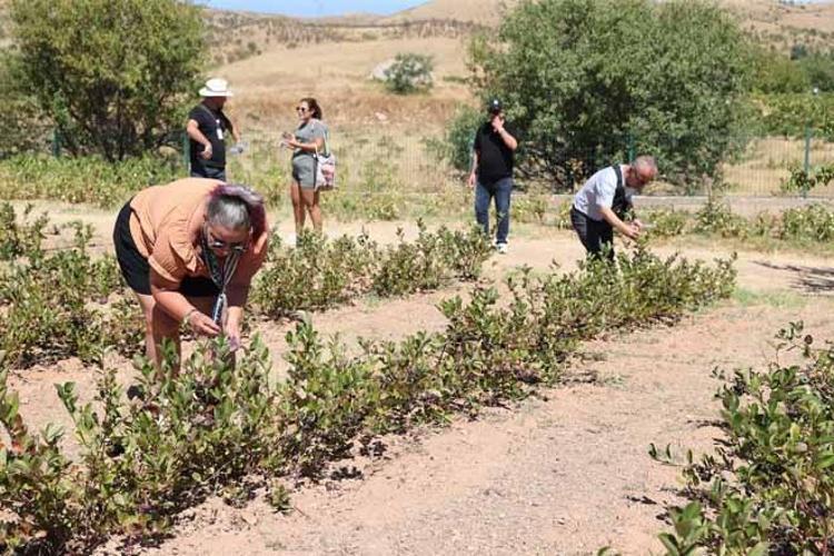4 yıl önce dikti, şimdi turistler tarlada kuyruğa giriyor: Kendi elleriyle topluyorlar