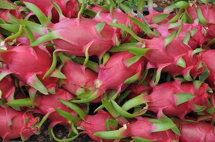 Fındığı kökünden söktü, servetin kapısını araladı Kilosu 250 liradan kapış kapış satılıyor