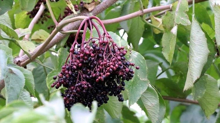 Fındık dururken bu ne Diyenler şimdi sıraya girdi 20 kilo ile başladı, bu yıl 1 ton toplayacak