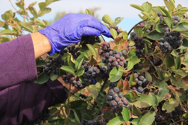 Fındık dururken bu ne Diyenler şimdi sıraya girdi 20 kilo ile başladı, bu yıl 1 ton toplayacak