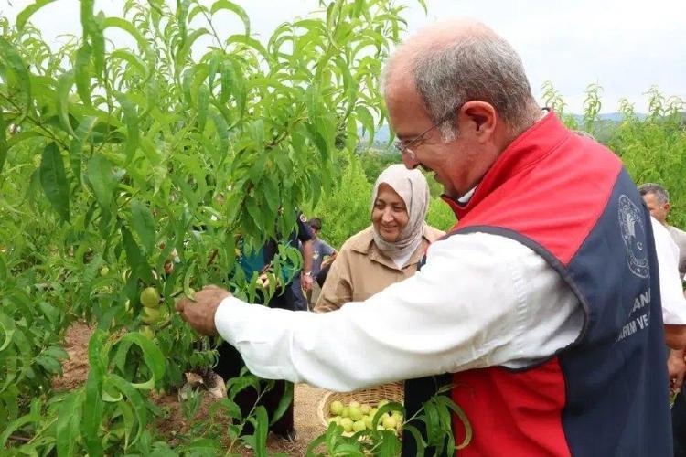TARLADAN DOĞRUDAN AVRUPAYA İHRAÇ EDİLİYOR