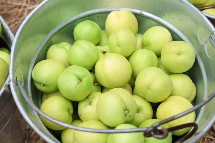 KAZDAĞLARININ YEŞİL ALTINI OLARAK ANILIYOR
