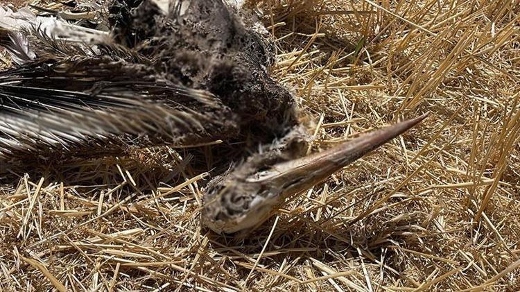 İsveç Veliaht Prensesi Victoria’nın adını verdiği leylek, Karaman’da ölü bulundu