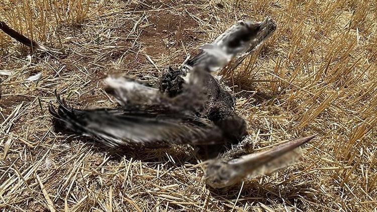 İsveç Veliaht Prensesi Victoria’nın adını verdiği leylek, Karaman’da ölü bulundu