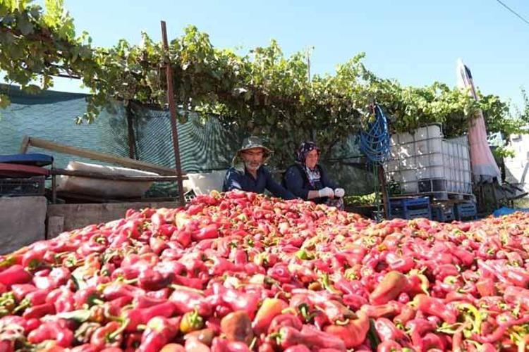 200 yıllık ata tohumunda kurutma mesaisi başladı: Yağışlar rekolteyi coşturdu, yüzde 25 artış var