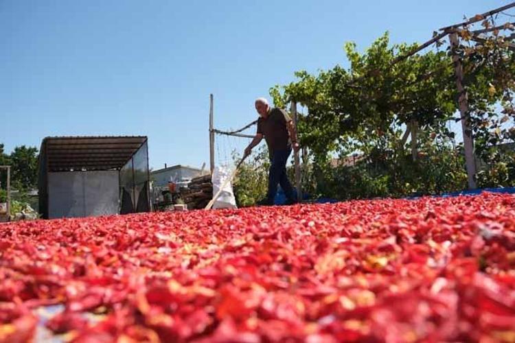 ‘GEÇEN SENEYE GÖRE 25 REKOLTE FAZLAMIZ VAR’