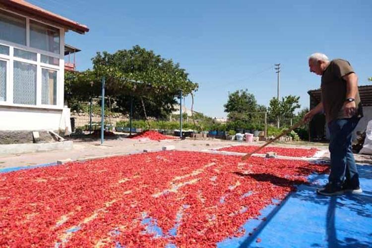 200 yıllık ata tohumunda kurutma mesaisi başladı: Yağışlar rekolteyi coşturdu, yüzde 25 artış var