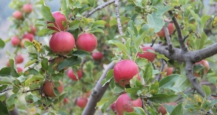 2 yıllık özlem bitti: Amasyanın simgesi geri döndü, fiyatlar düşüşe geçiyor