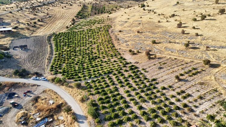 Geçen yıldan randevu alan bile var Kilosu 600 liradan satılıyor, taleplere yetişemiyorlar