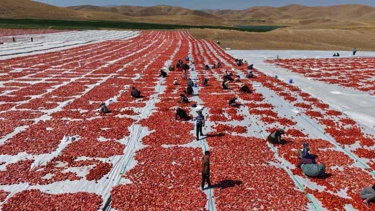 Meğer Avrupada yetiştiremiyorlarmış Elazığ tarlalarından ABD ve Almanyaya dev ihracat