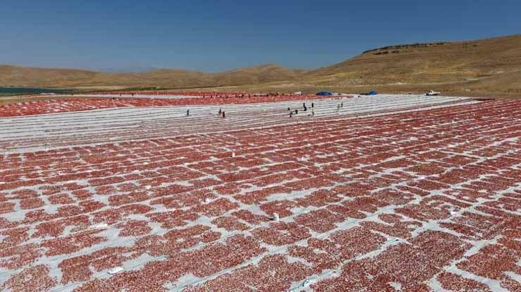 Meğer Avrupada yetiştiremiyorlarmış Elazığ tarlalarından ABD ve Almanyaya dev ihracat