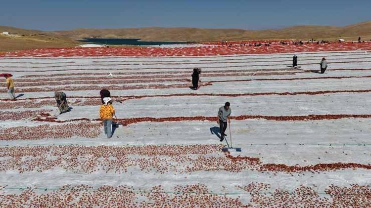 Meğer Avrupada yetiştiremiyorlarmış Elazığ tarlalarından ABD ve Almanyaya dev ihracat