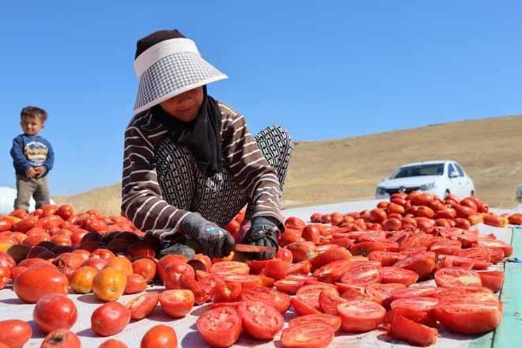 Meğer Avrupada yetiştiremiyorlarmış Elazığ tarlalarından ABD ve Almanyaya dev ihracat