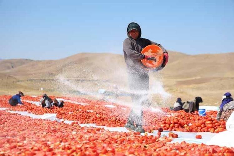 Meğer Avrupada yetiştiremiyorlarmış Elazığ tarlalarından ABD ve Almanyaya dev ihracat