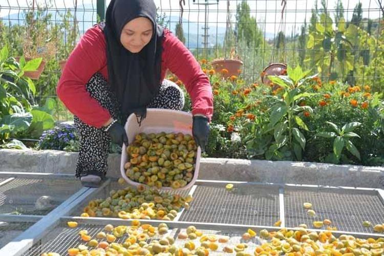 İlaçsız ve yüzde yüz doğal Tarihi 1886 yılına dayanıyor: Kadınların elinde kurutulup dünya sofralarına gönderiliyor...