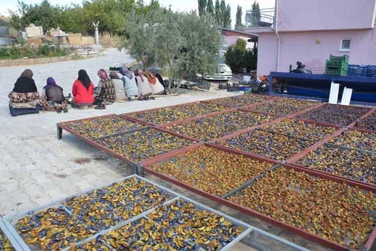 HİÇBİR İLAÇ KULLANMADAN KURUTUP 12 AY PAZARLIYORUZ