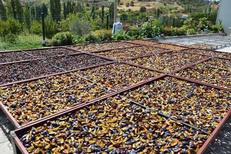 İlaçsız ve yüzde yüz doğal Tarihi 1886 yılına dayanıyor: Kadınların elinde kurutulup dünya sofralarına gönderiliyor...
