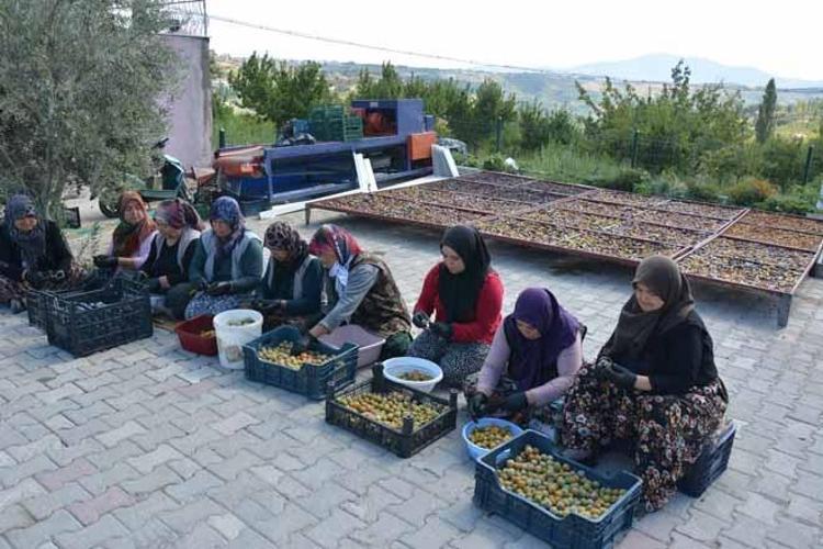 İlaçsız ve yüzde yüz doğal Tarihi 1886 yılına dayanıyor: Kadınların elinde kurutulup dünya sofralarına gönderiliyor...