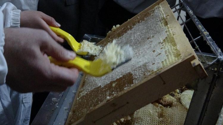 Ardahanın coğrafi tescilli lezzetinde son hasat yapıldı Kış aylarında şifa dağıtacak