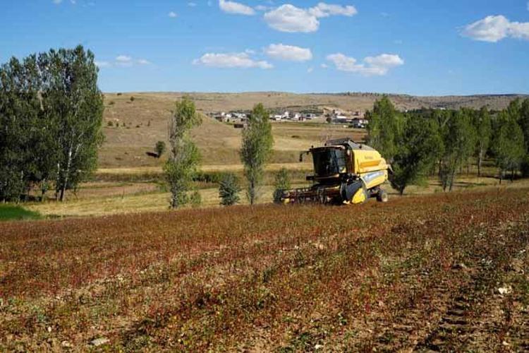 Kelkitte 8 yıl önce başladı, Türkiyeye yayıldı Hem şifa kaynağı hem de tarlada kalmayan o mucize ürün