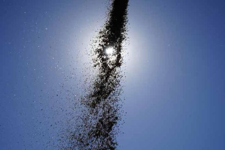 Kelkitte 8 yıl önce başladı, Türkiyeye yayıldı Hem şifa kaynağı hem de tarlada kalmayan o mucize ürün