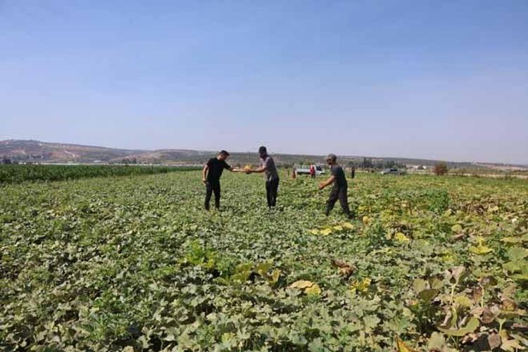BİZ BURADA 10 LİRADAN SATARKEN MANAVLARDA 30, HATTA 40 LİRAYI BULUYOR
