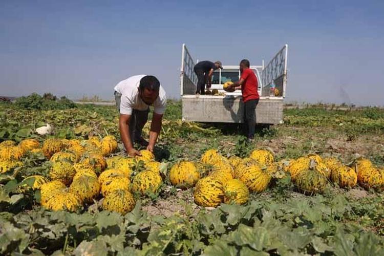Tarlada 10 TL, manavda 40 TL Yağışlar yüzünden gecikti, herkes aynı ürünü ekti...