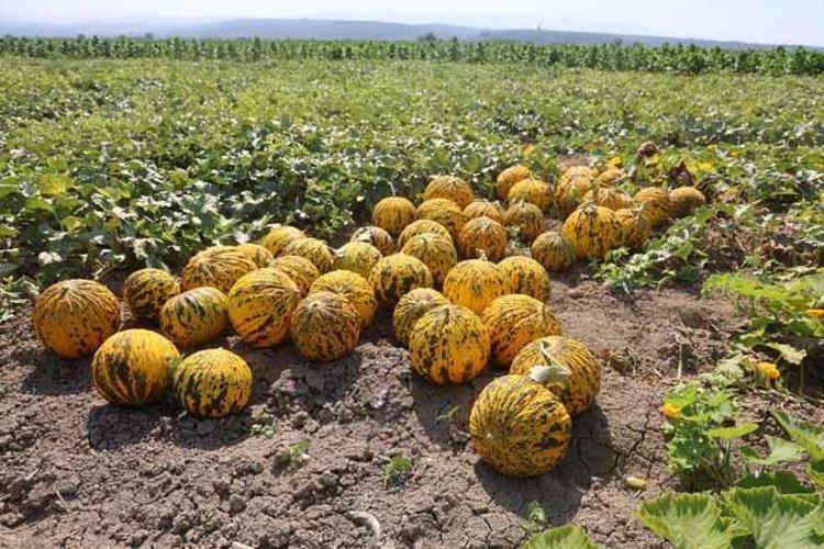 Tarlada 10 TL, manavda 40 TL Yağışlar yüzünden gecikti, herkes aynı ürünü ekti...