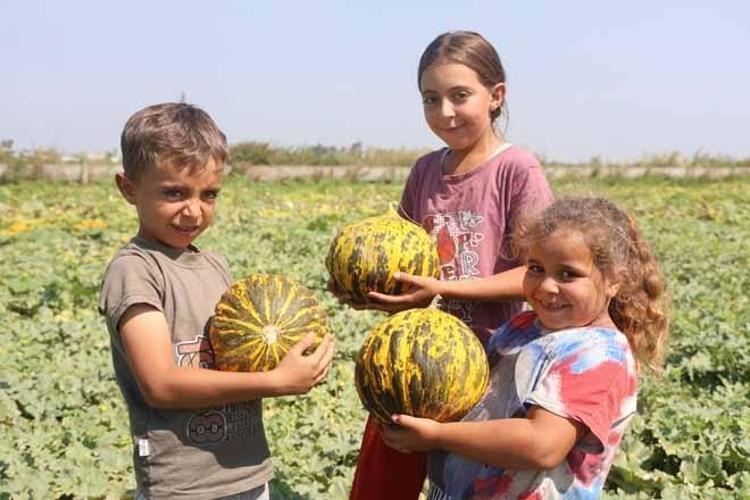 Tarlada 10 TL, manavda 40 TL Yağışlar yüzünden gecikti, herkes aynı ürünü ekti...