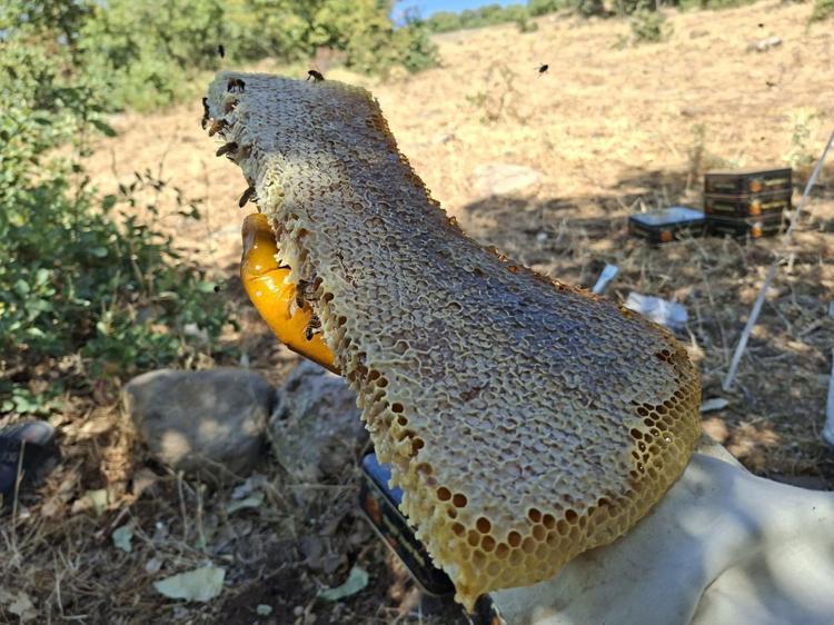 Bingöl dağlarında yüzyıllık gelenek Meşe kütüklerinden çıkan şifa deposu için dev hasat başladı