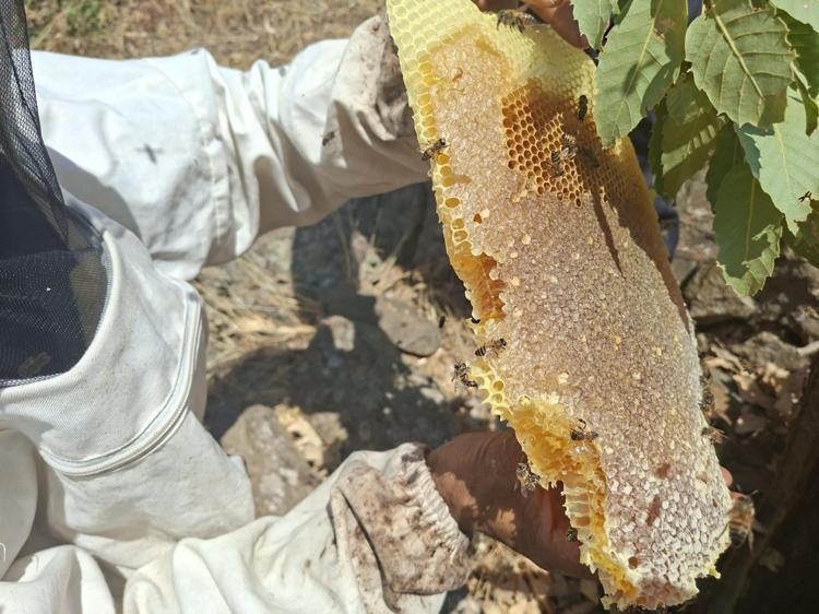 Bingöl dağlarında yüzyıllık gelenek Meşe kütüklerinden çıkan şifa deposu için dev hasat başladı