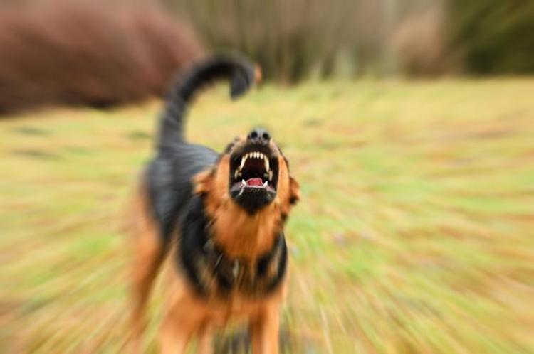 VAKALARIN YARISI KEDİ KÖPEK KAYNAKLI