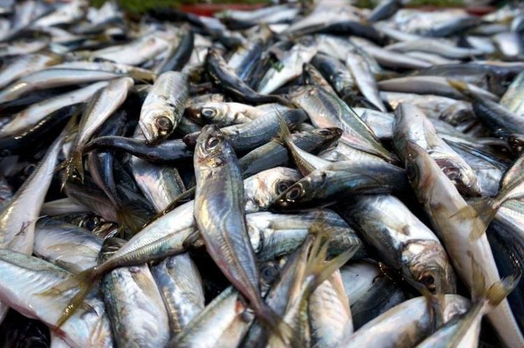 60 yaşını geçenler haftada 2 kez mutlaka yemeli Beyni koruyor, kemik erimesini durduran 3 balık türü