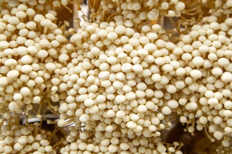 Balıktan ve yumurtadan 50 kat fazla D vitamini var Balkonunda 2 haftada yetiştiren paraya para demiyor